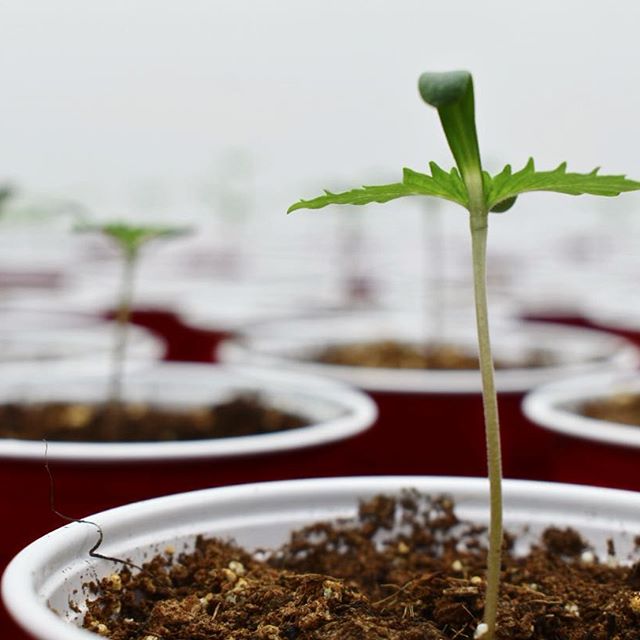 Grass Monkey Cannabis Company Website