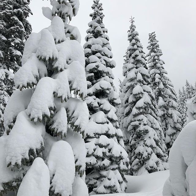 Synergy Redding Website