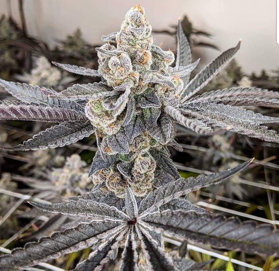 Truth Dispensary Website