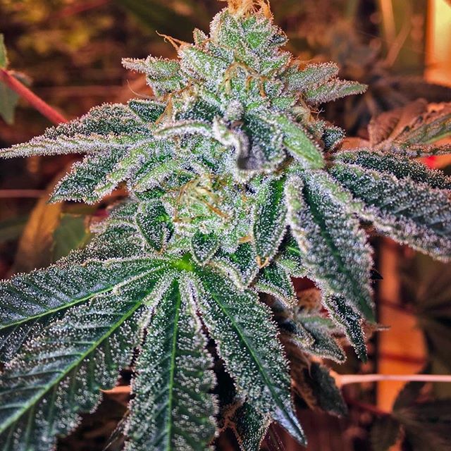 Lucy Sky Cannabis Boutique - Federal Website