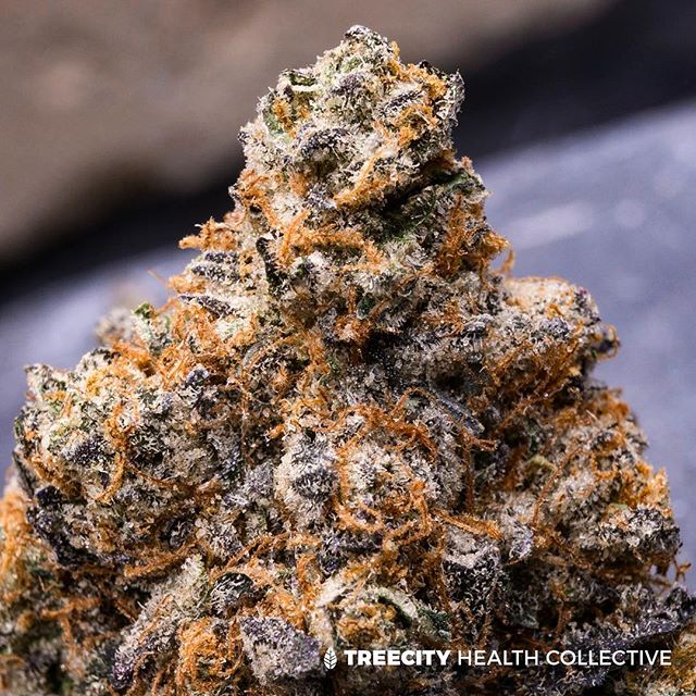 Treecity Health Collective Website