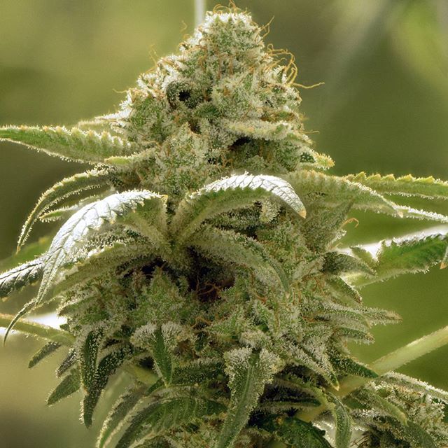 Desert Bloom Releaf Center Website