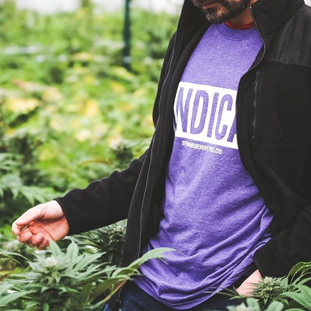 Strawberry Fields Colorado Springs Website