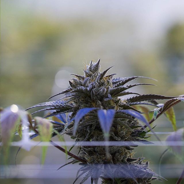 Apothca - Arlington Website