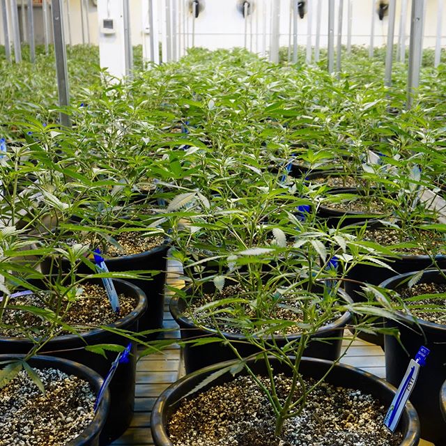 Treestar Botanicals Website