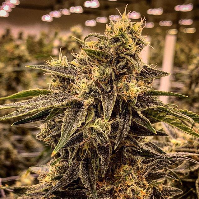 CANOPI - Downtown Website