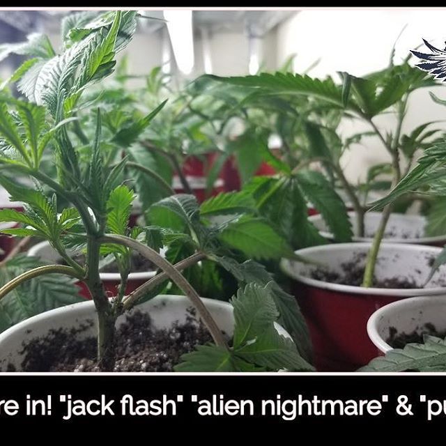 Freedom Road Dispensary Brickyard Cannabis Company Details Infuzes