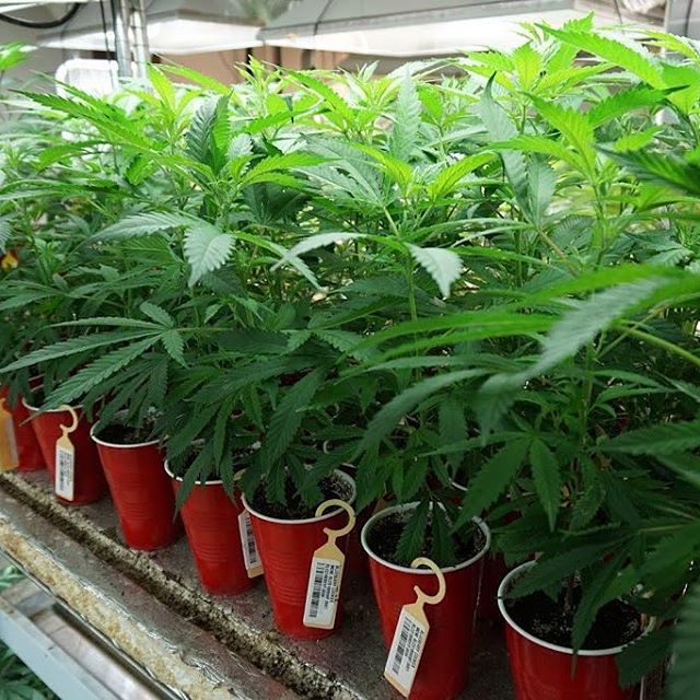 Green Pharms Dispensary Flagstaff Website