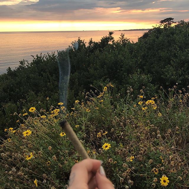 Canopy Health and Wellness Website