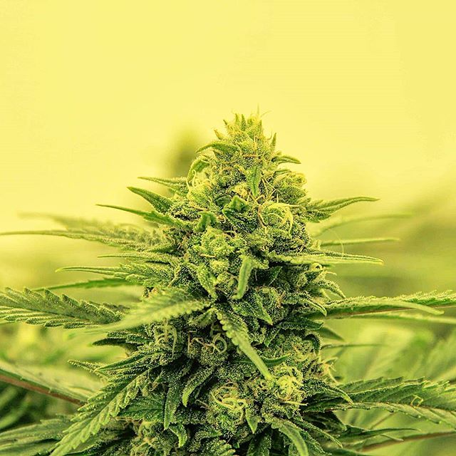 Colorado Harvest Company Yale Website