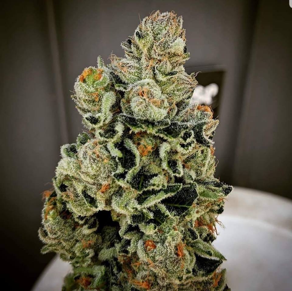 Truth Dispensary Website