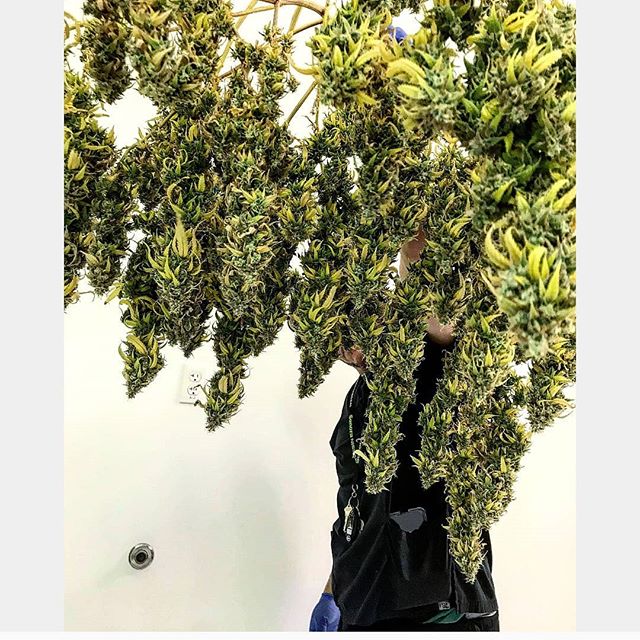 New Mexico Alternative Care Website