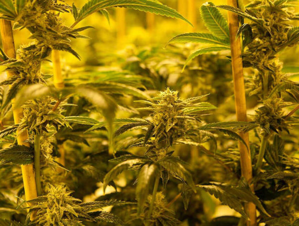 Universal Herbs Jason St Website