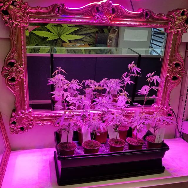 Fort Apache Medical Dispensary Website