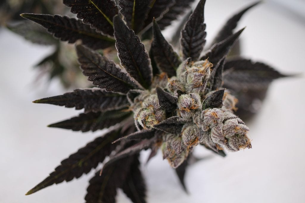 High Level Health - Lincoln (REC) Website