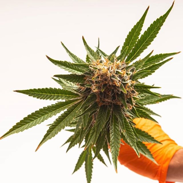 The Kind Center Website