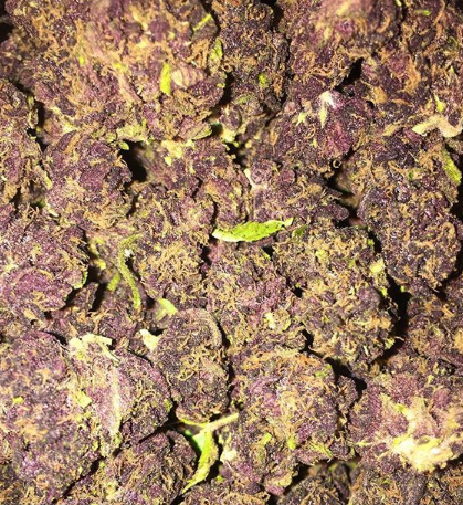 Grateful Meds - Springfield Website