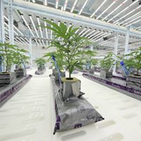 Greenhaus Industries Website