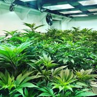 Diego Pellicer - South Denver Website