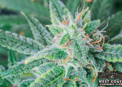 West Coast Cannabis Club - Palm Desert Website