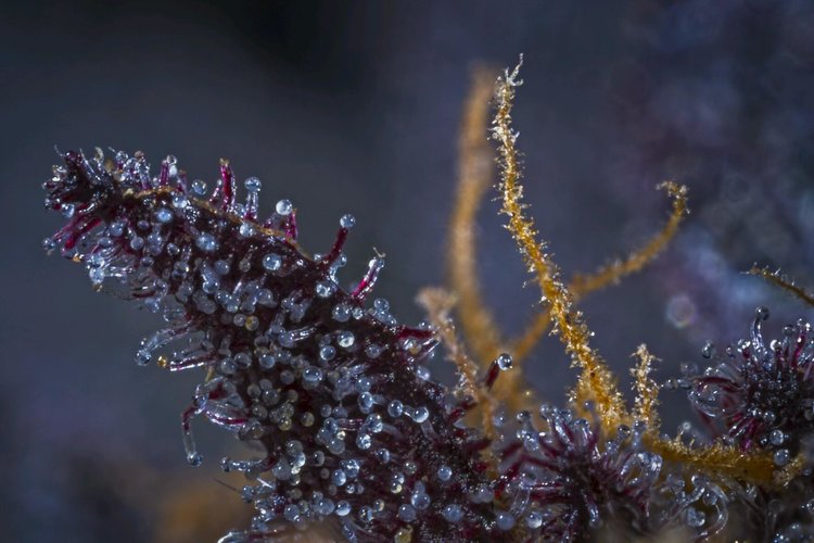 Plantae Bend Website