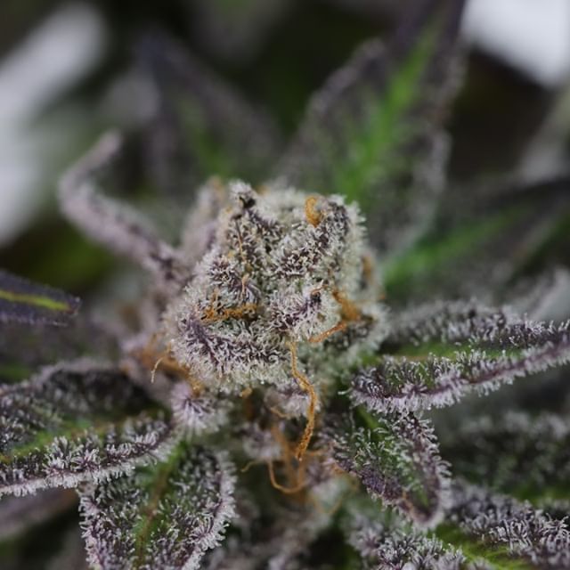 Chronic Therapy - Cortez Website