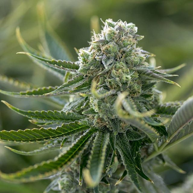 The Source - Delivery Website