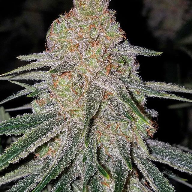 Healthy Pharms - Cambridge Website