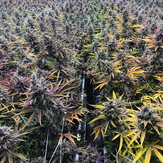 Trulieve - Dadeland Website