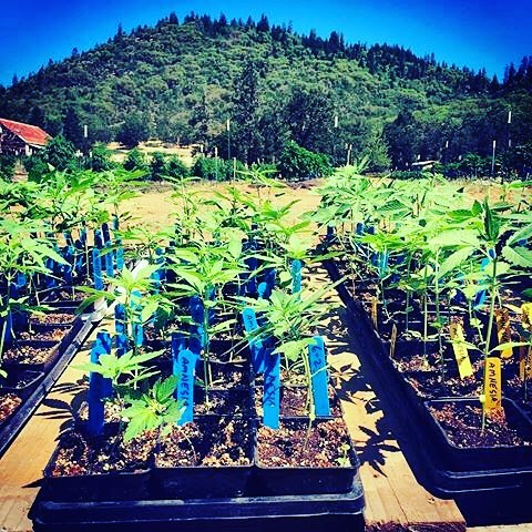 Nectar - Salem Website