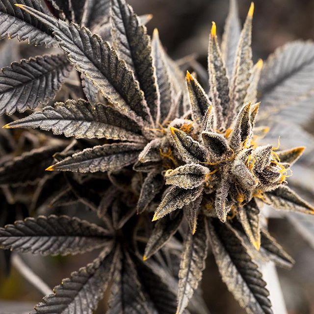 CANOPI - Downtown Website