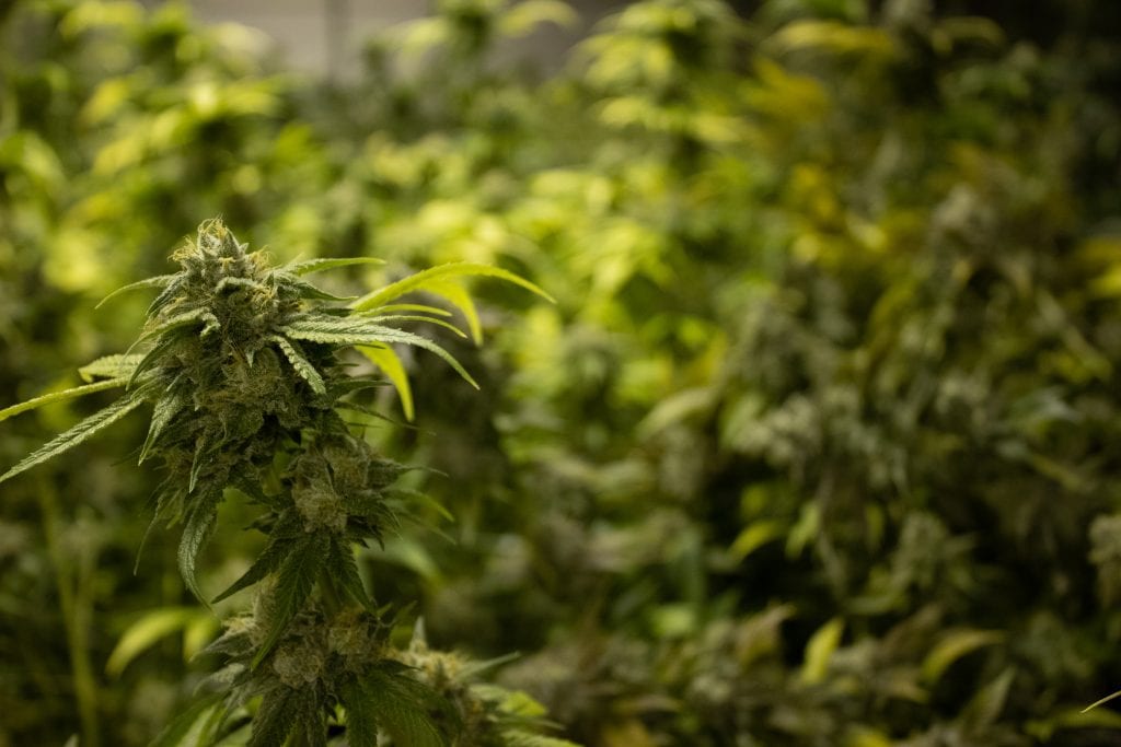 High Level Health - Lincoln (REC) Website