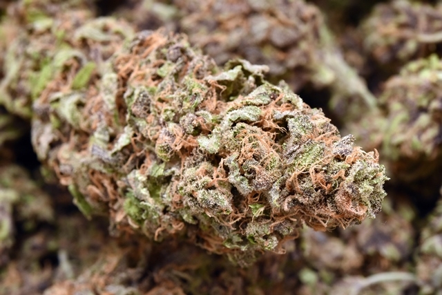 Pure Medical 2 Website