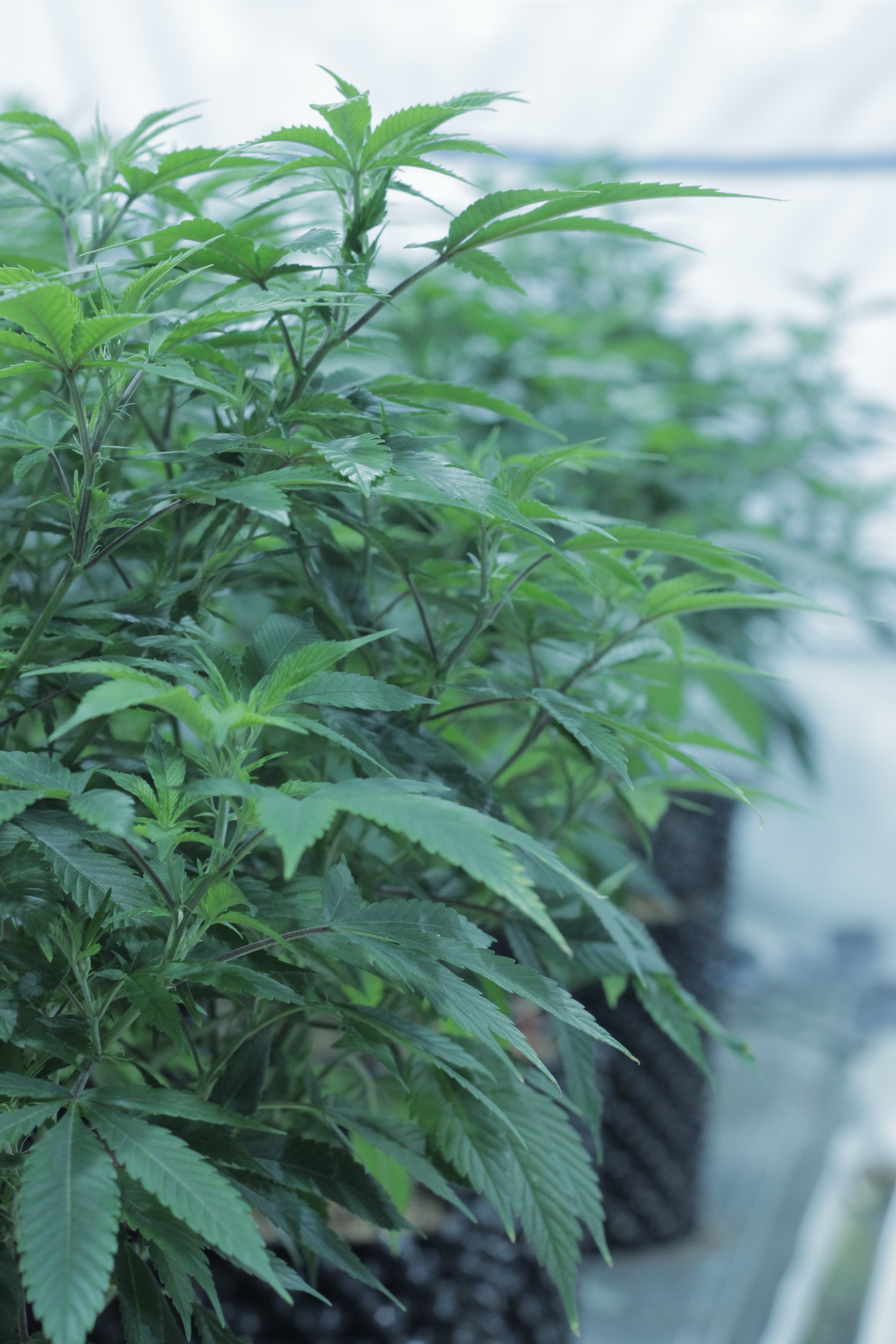 Maine Cannabis Exchange Website