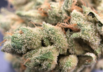 PurLife - Montgomery Website