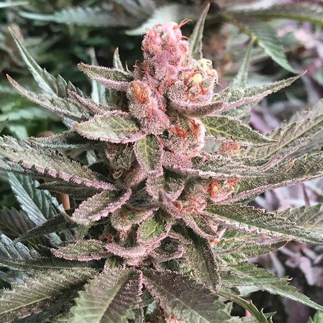 Lovelight Medicinals Website