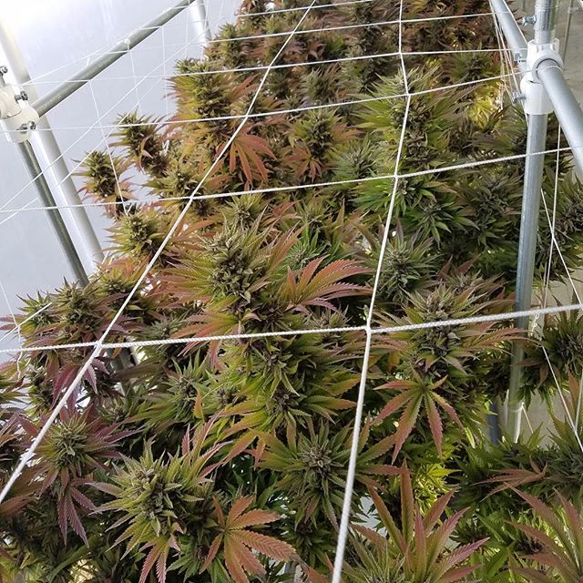 Green Pharms Dispensary Mesa Website