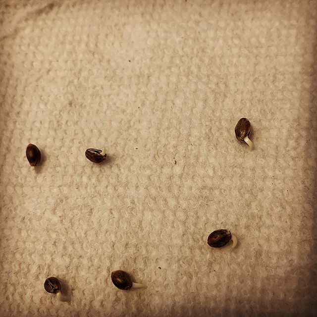 Better Buds of Maine Website