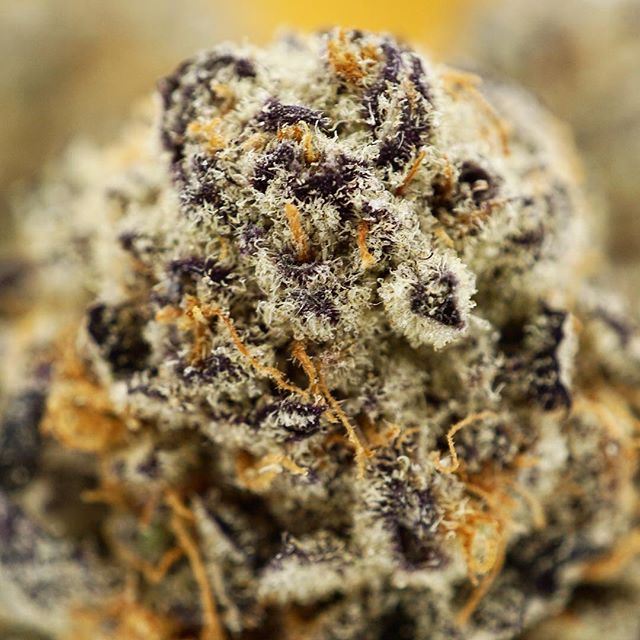 Diego Pellicer - Denver Website