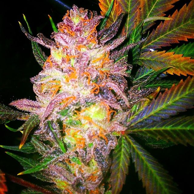 Kind Meds (AZ) Website