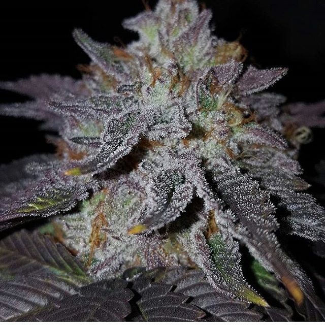 MediGreen Collectives Website