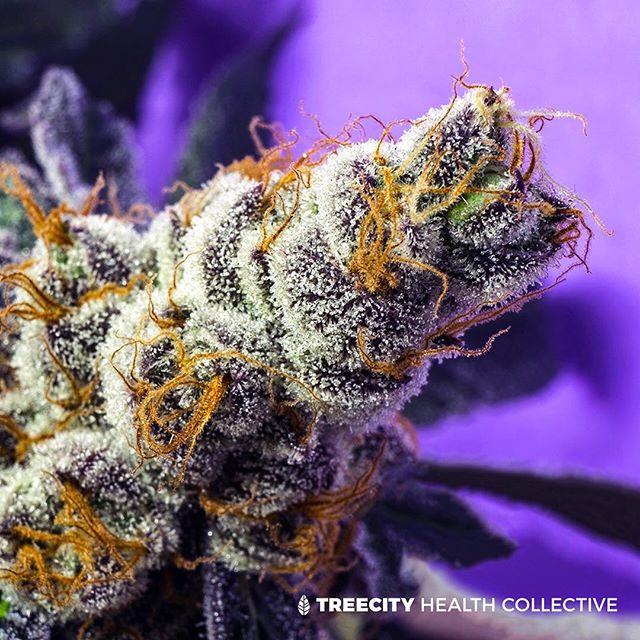 Treecity Health Collective Website