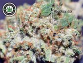 LOS ANGELES KUSH - EAST LA Website