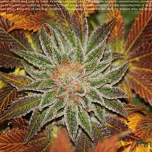 Pine Street Cannabis Company Website