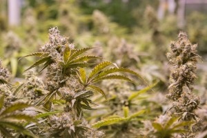 Trill Alternatives - MEDICAL Website