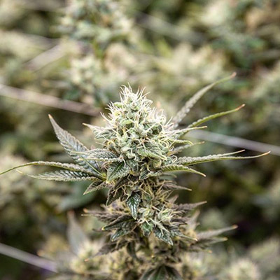 Level Up Powered by MedMen Website