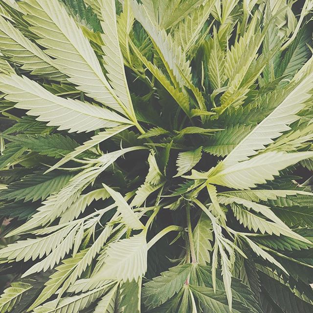 Emerald  Phoenix Website