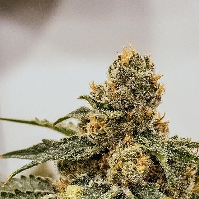 Three Rivers Dispensary Pueblo West Website