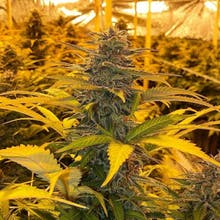 Pine Street Cannabis Company Website