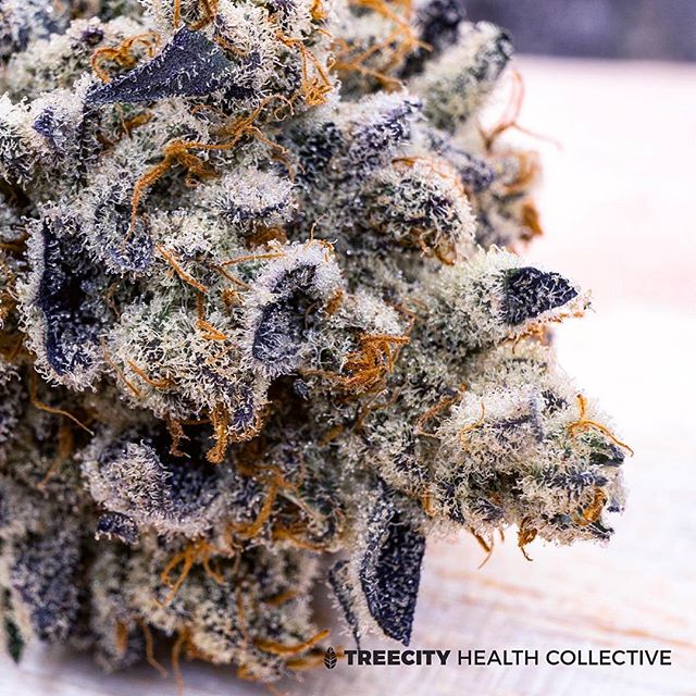 Treecity Health Collective Website